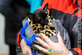 <a href="https://st.getinfootball.com/albums/1084793/6553bdb424e44_1920.jpg" target="_blank">Завантажити оригінал</a>