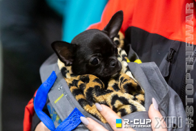 <a href="https://st.getinfootball.com/albums/1084793/6553bdb589504_1920.jpg" target="_blank">Завантажити оригінал</a>
