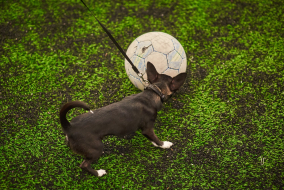 <a href="https://st.getinfootball.com/albums/1087134/660ec05a654f0_1920.jpg" target="_blank">Завантажити оригінал</a>