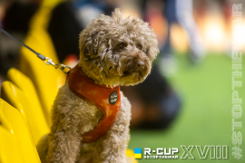 <a href="https://st.getinfootball.com/albums/1094708/682c660acd6ae_1920.jpg" target="_blank">Завантажити оригінал</a>