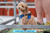 <a href="https://st.getinfootball.com/albums/1094858/68357ad7553f5_1920.jpg" target="_blank">Завантажити оригінал</a>