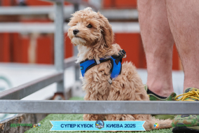 <a href="https://st.getinfootball.com/albums/1094858/68357ad7553f5_1920.jpg" target="_blank">Завантажити оригінал</a>