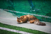 <a href="https://st.getinfootball.com/albums/1095712/6865645f4f34c_1920.jpg" target="_blank">Завантажити оригінал</a>