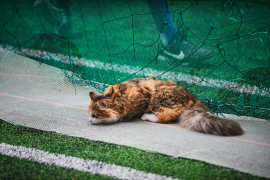 <a href="https://st.getinfootball.com/albums/1095712/6865645f4f34c_1920.jpg" target="_blank">Завантажити оригінал</a>