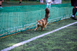 <a href="https://st.getinfootball.com/albums/1095942/6876212e14af7_1920.jpg" target="_blank">Завантажити оригінал</a>