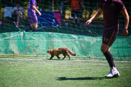 <a href="https://st.getinfootball.com/albums/1096004/687947378d7ec_1920.jpg" target="_blank">Завантажити оригінал</a>