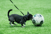 <a href="https://st.getinfootball.com/albums/1100173/69a1dcc2c66e1_1920.jpg" target="_blank">Завантажити оригінал</a>