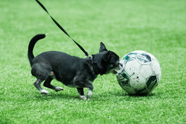 <a href="https://st.getinfootball.com/albums/1100173/69a1dcc2c66e1_1920.jpg" target="_blank">Завантажити оригінал</a>