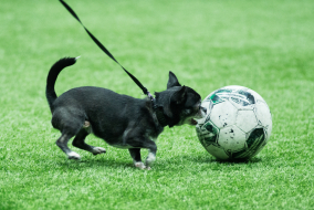 <a href="https://st.getinfootball.com/albums/1100173/69a1dcc2c66e1_1920.jpg" target="_blank">Завантажити оригінал</a>