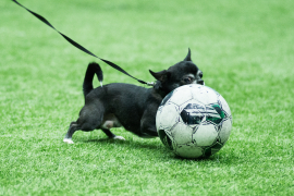 <a href="https://st.getinfootball.com/albums/1100173/69a1dcc5894b1_1920.jpg" target="_blank">Завантажити оригінал</a>