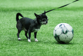 <a href="https://st.getinfootball.com/albums/1100173/69a1dcc8639b0_1920.jpg" target="_blank">Завантажити оригінал</a>