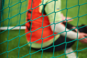 <a href="https://st.getinfootball.com/albums/1102135/6a273bb463449_1920.jpg" target="_blank">Завантажити оригінал</a>