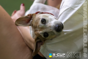 <a href="https://st.getinfootball.com/albums/1102379/6a3adc79cbd7f_1920.jpg" target="_blank">Завантажити оригінал</a>