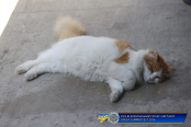<a href="https://st.getinfootball.com/albums/1102569/6a46cd5abf714_1920.jpg" target="_blank">Завантажити оригінал</a>