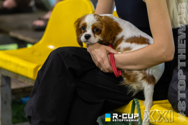 <a href="https://st.getinfootball.com/albums/1102838/6a5e7e88c0c59_1920.jpg" target="_blank">Завантажити оригінал</a>