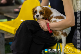 <a href="https://st.getinfootball.com/albums/1102838/6a5e7e88c0c59_1920.jpg" target="_blank">Завантажити оригінал</a>